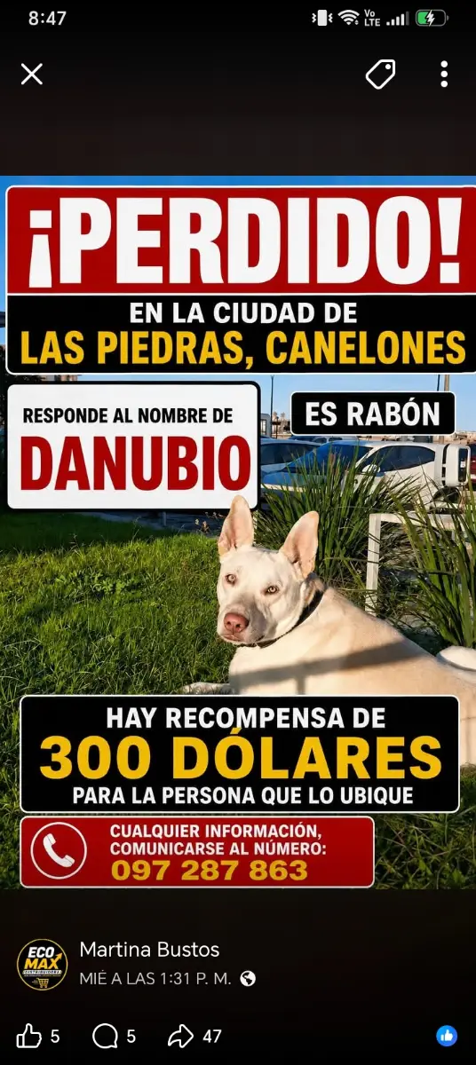 Mascota