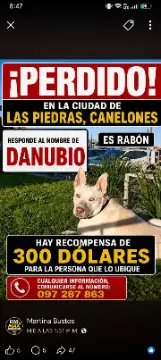 Mascota